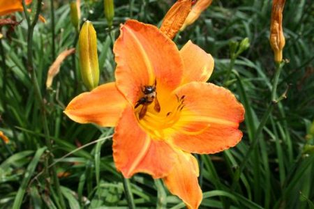 Japanese Beetle Invasion Image
